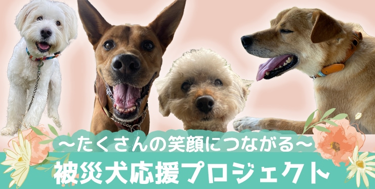 保護犬にも医療を